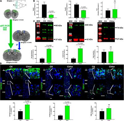 Long-Term Functional and Cytoarchitectonic Effects of the Systemic Administration of the Histamine H1 Receptor Antagonist/Inverse Agonist Chlorpheniramine During Gestation in the Rat Offspring Primary Motor Cortex